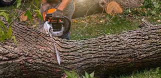 Tree and Shrub Care in Johnstown, NY