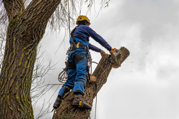 How Our Tree Care Process Works  in Johnstown, NY